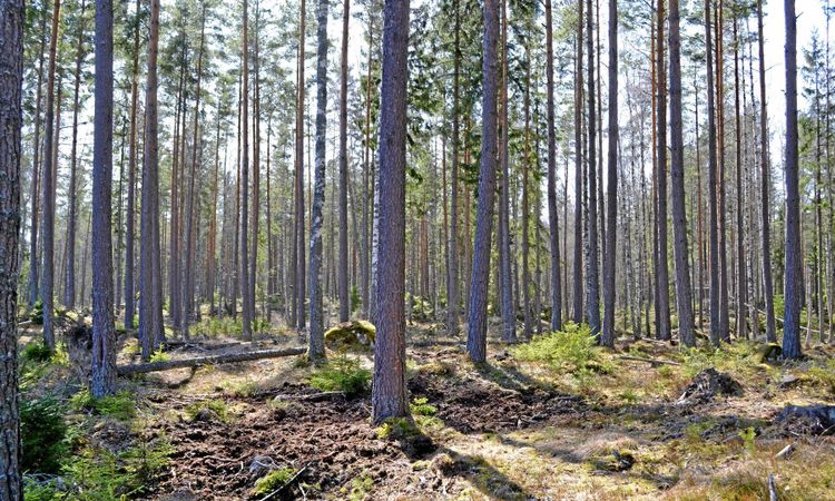 Skogsägarföreningarna planerar inte att ändra sitt skogsinnehav