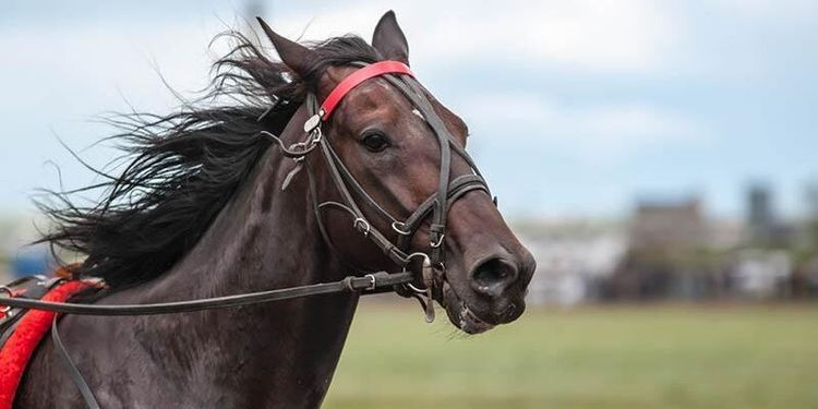 Miljonsmäll för hästuppfödare