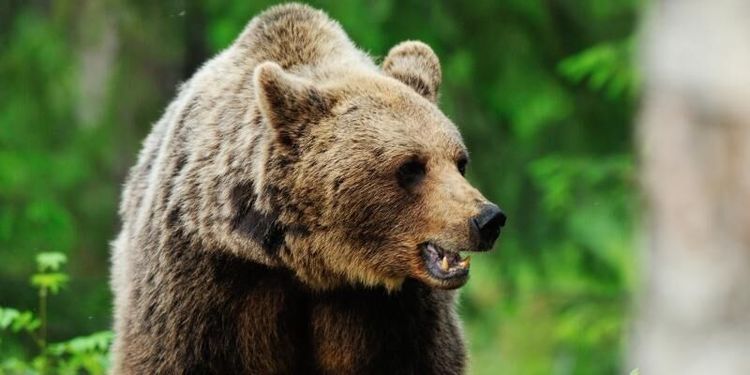 Älgjägare attackerade av björn