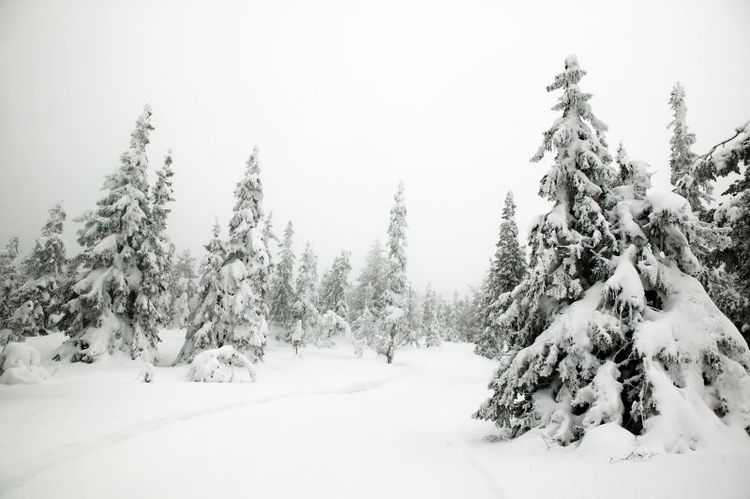 Hårda straff kan vänta grantjuven