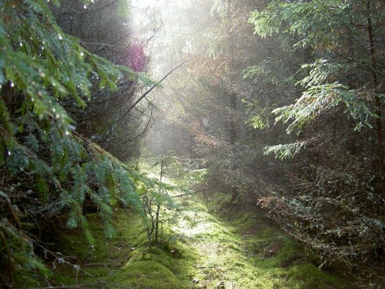 Olika uppfattning om representationsjakt