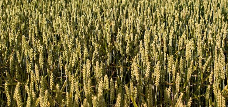 Finska bönder får – men inte svenska