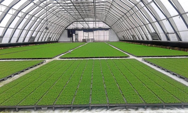 Nu kasseras miljontals skogplantor