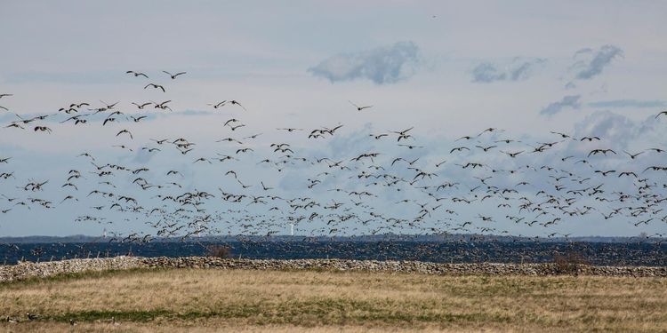 Enklare skyddsjakt med ny regel