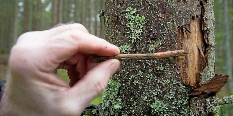 Ovanligt många barkborrar kvar i träden