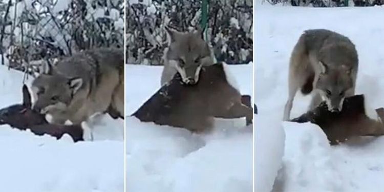 TV: Se vargen gå till attack mot rådjur i bostadsområde