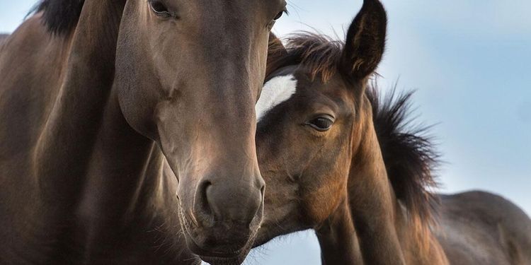 LRF Häst-familjen växer