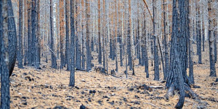 LRF-kritik mot brandstöd: ”Många drabbade missas”