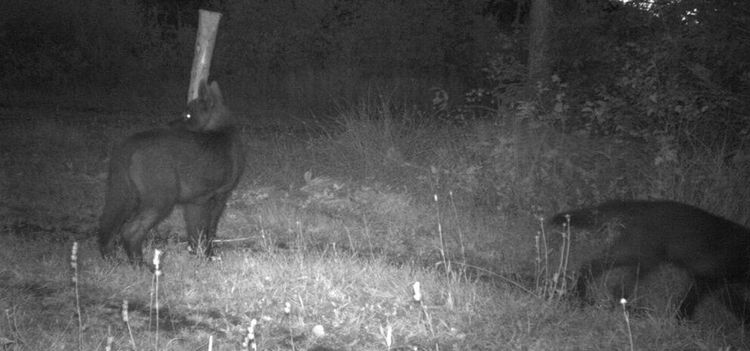 Sjunde djuret fällt i hybridjakten