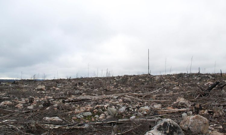 Varning för skogsbrand