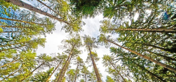 FSC svarar på kritiken