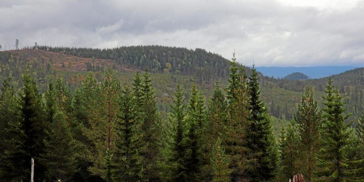 Fortsatt uppåt för skogspriserna