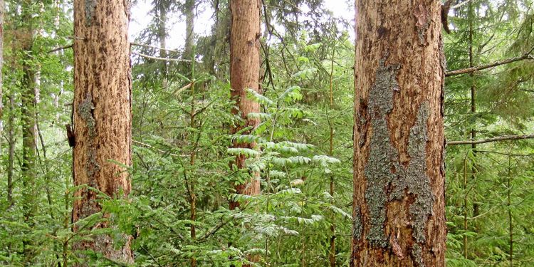 Skogsbruket kraftsamlar mot barkborre