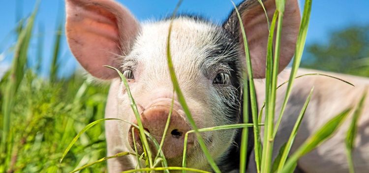 Danska grishotet bekymrar inte Sverige