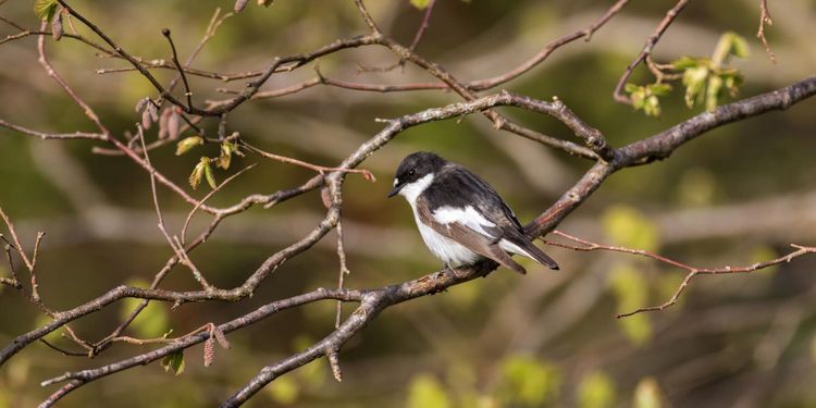 Mer löv gynnar fågellivet