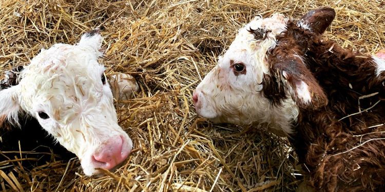 Kejsarsnittet räddade både kalvar och ko