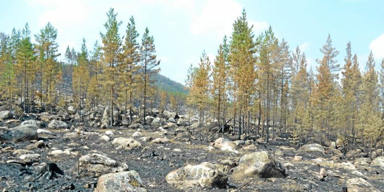 SCA: 600 hektar skog har brunnit ner