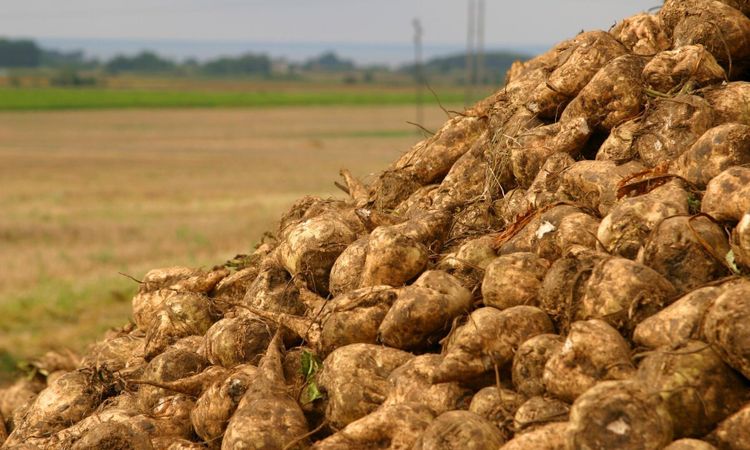 Fortsatt användning av förbjudna neonikotinoider