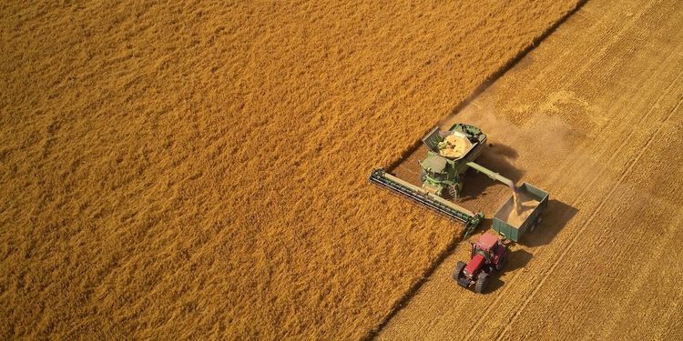 Hälften av spannmålen bärgad i söder