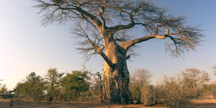 Träddöd förvånar forskare