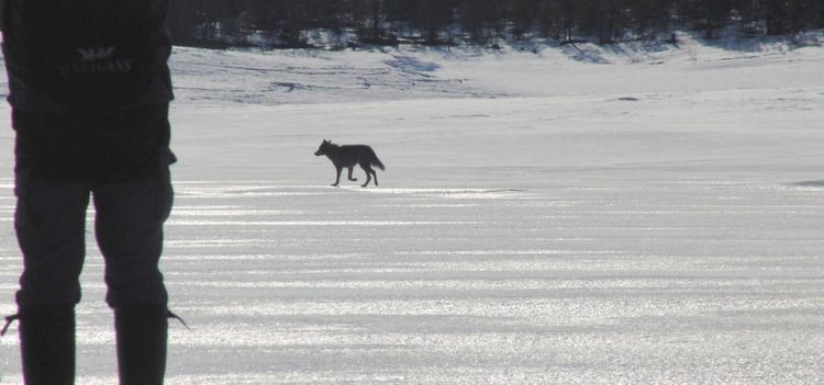 Vargar har etablerat nytt revir i Sörmland