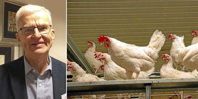 Äggproduktionen hotas: ”Jätteallvarligt läge”