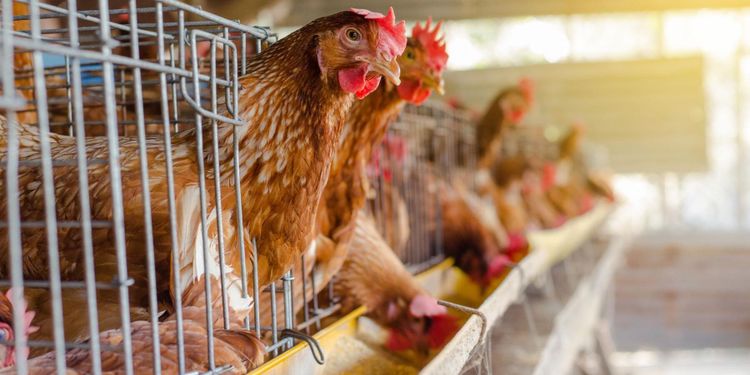 Dansk hönsavlivning efter viruslarm