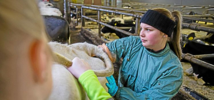 Gymnasieelever med semin på schemat