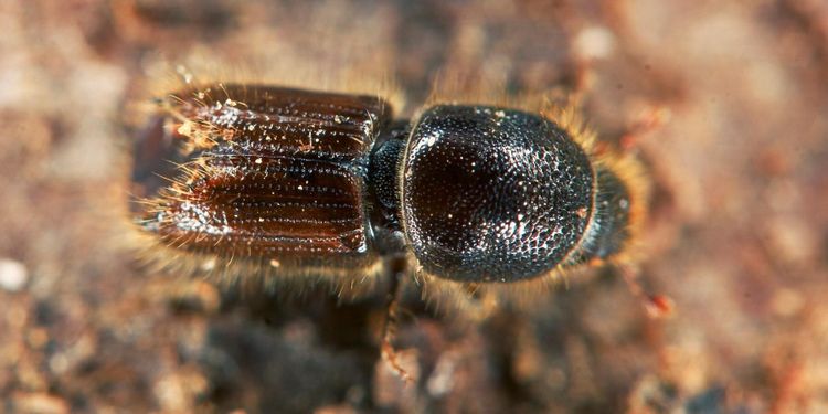 Forskare lurar granbarkborrar med signalsubstanser