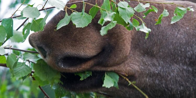 Fortsatt ökade betesskador