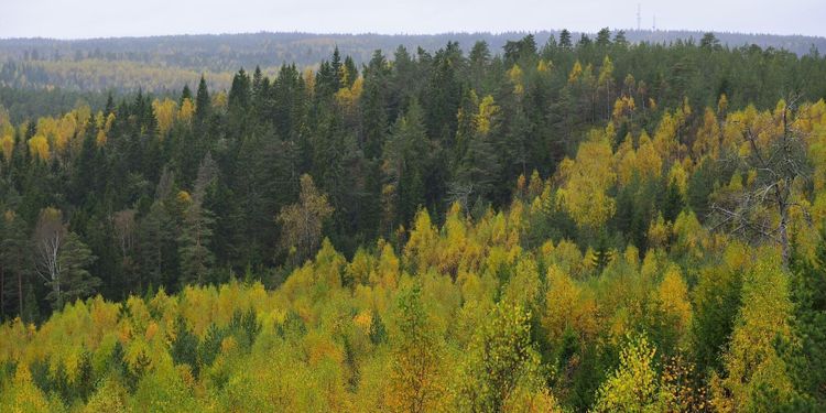 Utan äganderätt inget grönt skogsbruk
