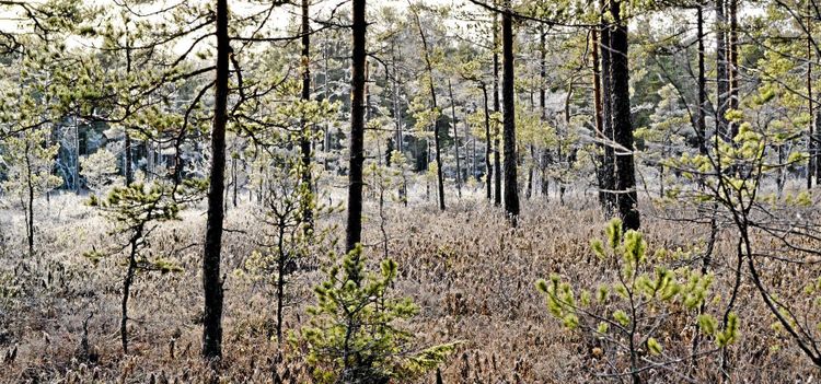 Frivilliga avsättningar ska kartläggas