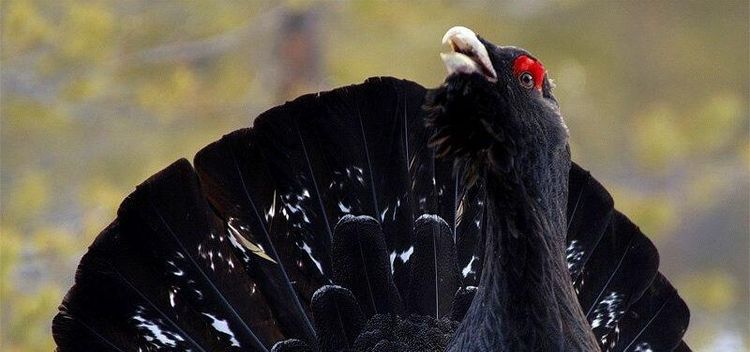 Sveaskog exporterar tjäder