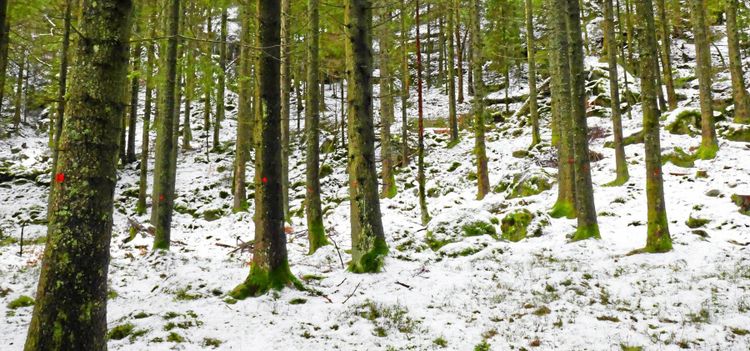 Kyrkan väljer digitalhandel