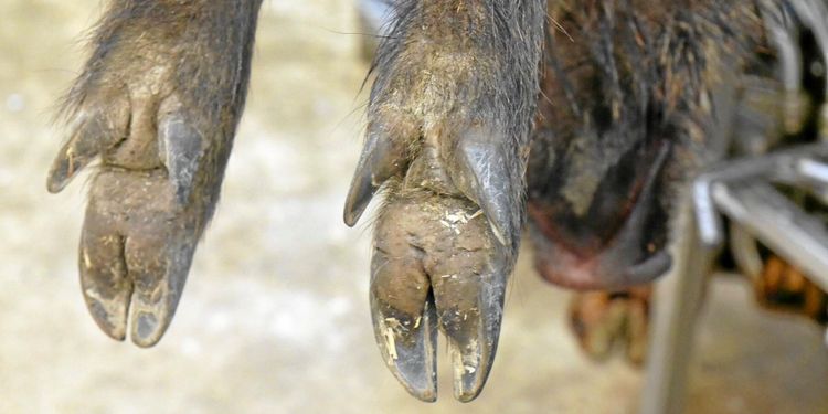 Vildsvinsåtgärder aviseras i ny handlingsplan