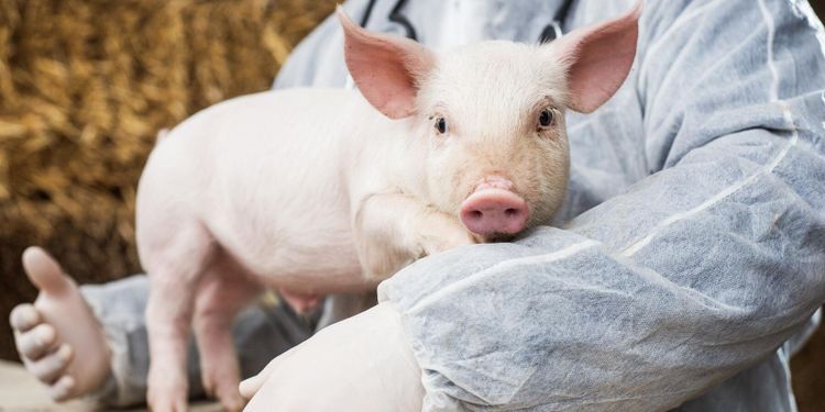 EU överens: Kraftigt skärpta antibiotikakrav