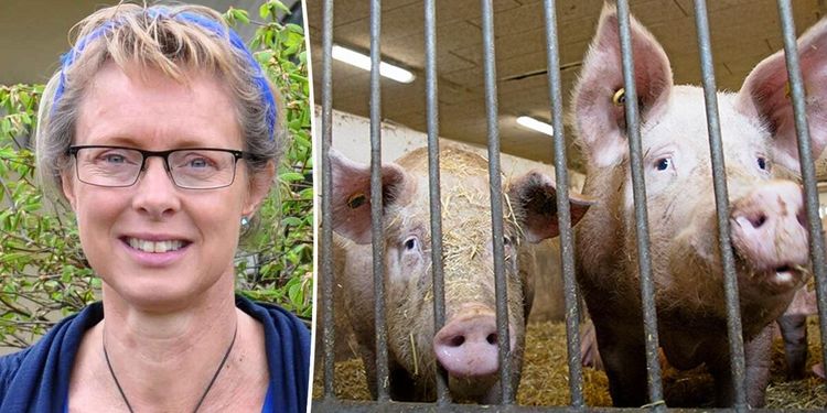 Kvävgas i skum kan göra slakten bättre