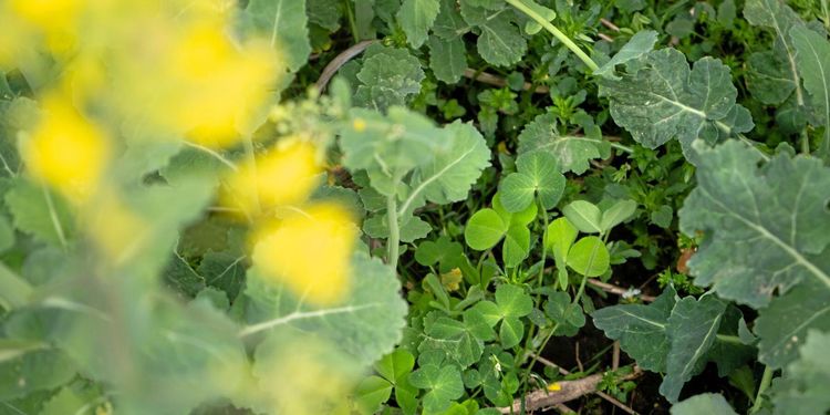 Inga skäl att oroa sig för kompanjongrödor