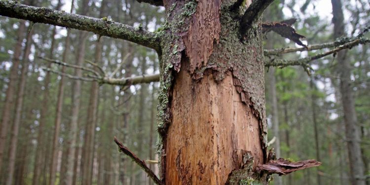Skogsägare: ”Ta bort alla barkborrehärdar”