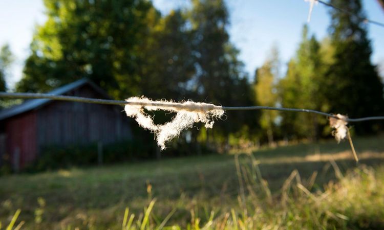 Flera får döda i ny vargattack