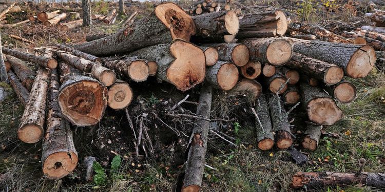 Höjd omloppstid möjlighet för privata skogsägare