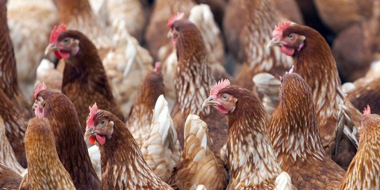 18 000 djur avlivas efter utbrott av fågelinfluensa