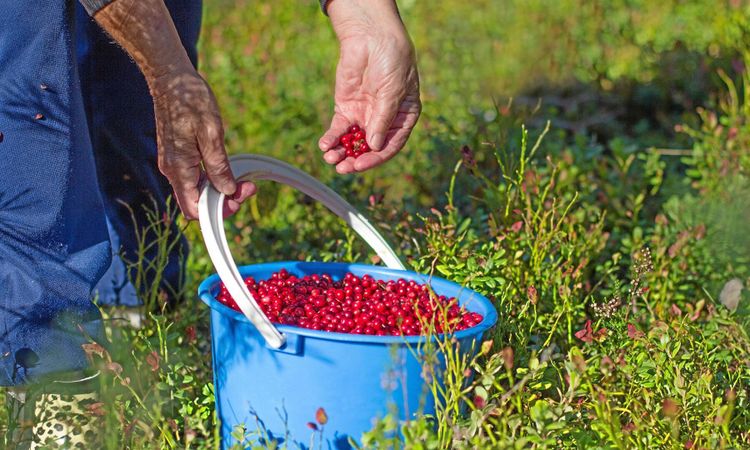 Nytt skatteförslag oroar bärföretagarna