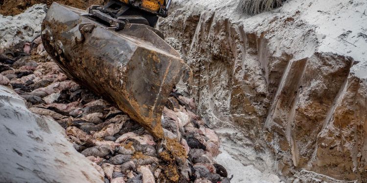 Danska minkkadaver hotar grundvattnet