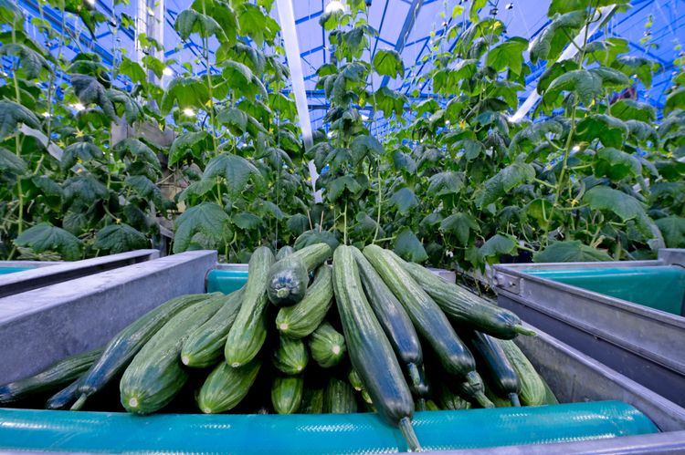 Priset på svensk gurka rusar i höjden just nu.