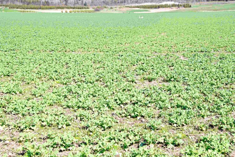 Kyla, regn och skadedjur får skånska bönder att köra upp höstrapsen. Arkivbild.