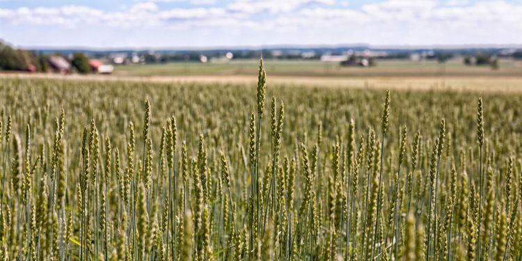 Kommunägt jordbruk dyrt för skattebetalarna