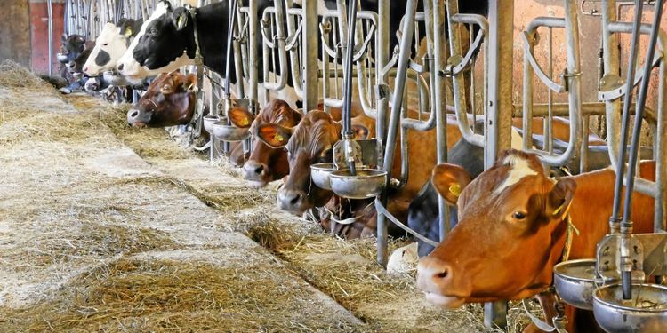 Havre kan minska metanutsläpp