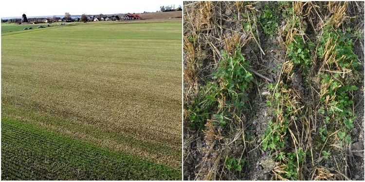 Kolinlagring ger nya intäkter