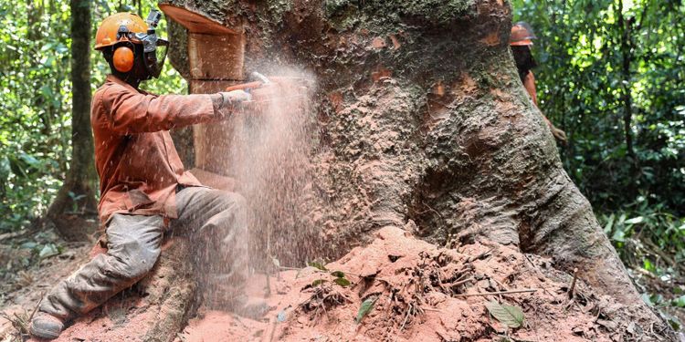 Varsam huggning en räddning för regnskogen